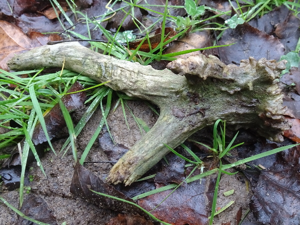 Photographie d'un bois de chevreuil rongé probablement par un écureuil